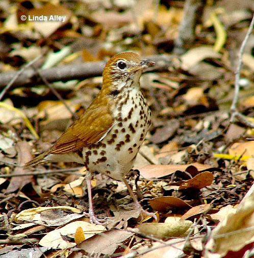 Wood Thrush on the ground