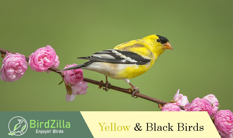 Yellow and black birds