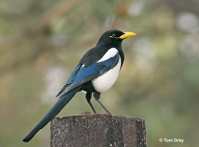 yellow-billed-magpie - Tom Grey