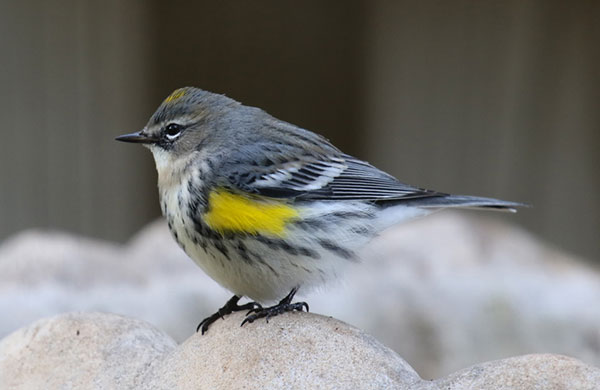 yellow-rumped-warbler - Lora render