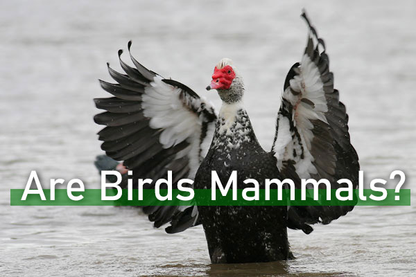 Are birds mammals?
