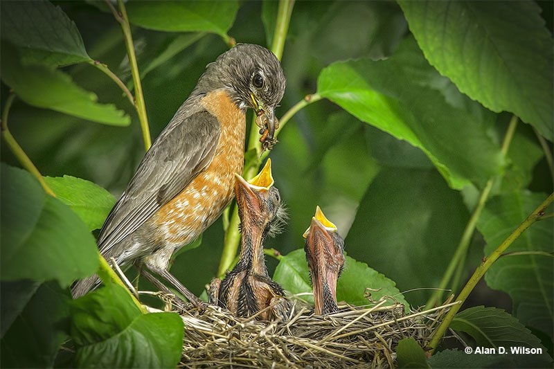 What do baby birds eat?