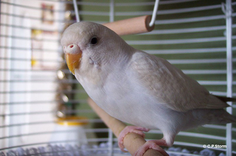 A Budgie