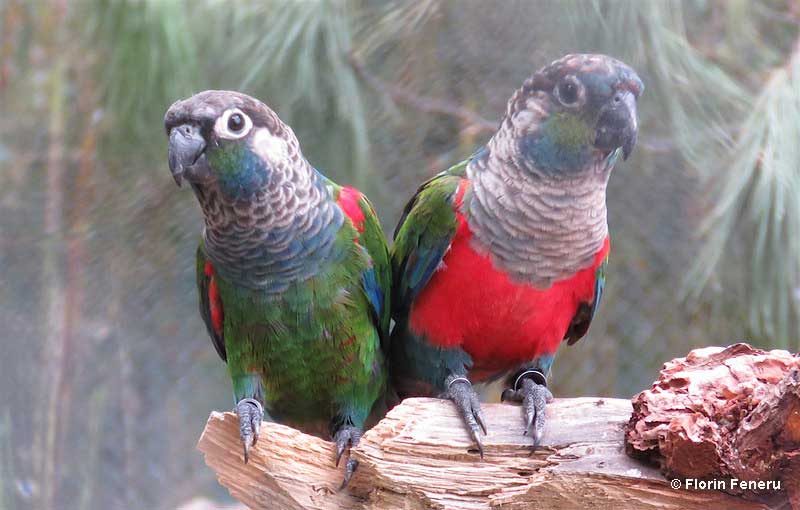 Crimson-bellied Parakeet with a Pearly Parakeet