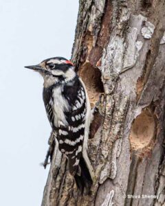 Downy Woodpecker at its nest