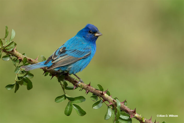 Indigo Bunting ID, Facts, Diet, Habit & More Birdzilla