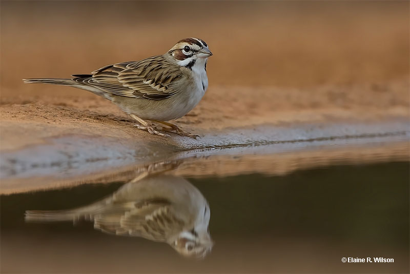 Sparrows are often to bird symbolism by freedom