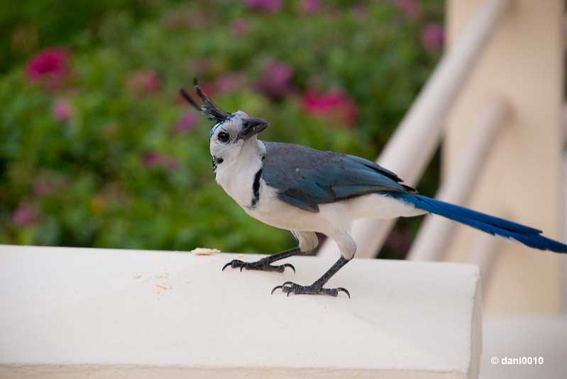 White-throated Magpie Jay