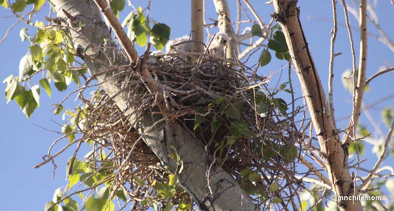 Baby hawks in the nest
