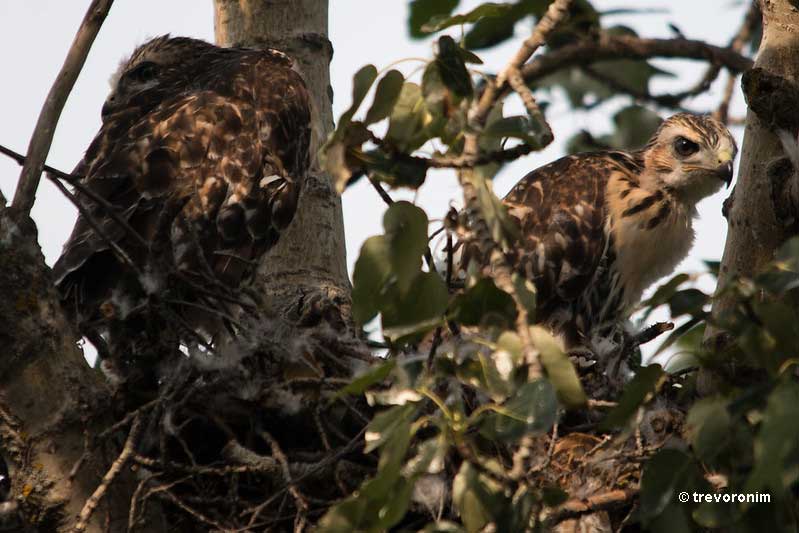 Baby Hawks