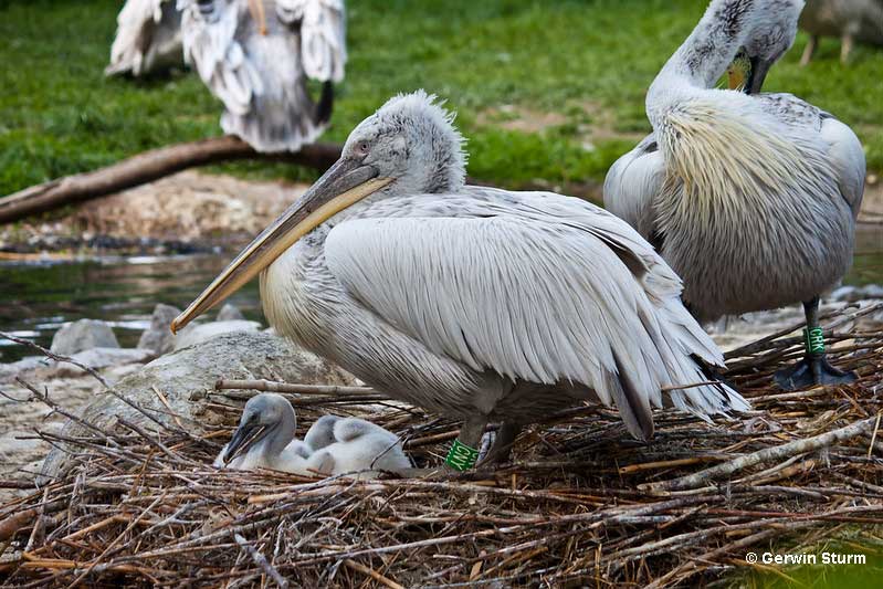 Baby Pelicans in the nest