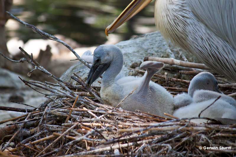 Baby Pelicans