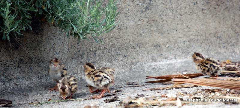 Baby quails