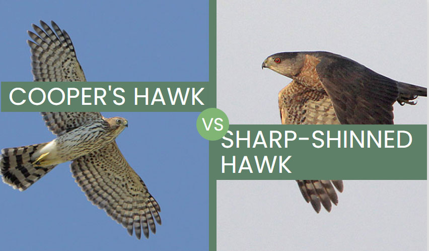 Cooper’s Hawk vs Sharp-Shinned Hawk – How to Tell Them Apart?