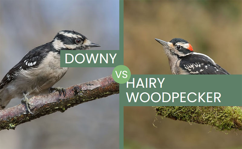Downy vs Hairy Woodpecker – What Are The Differences?