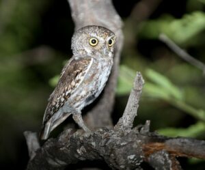 Elf Owl