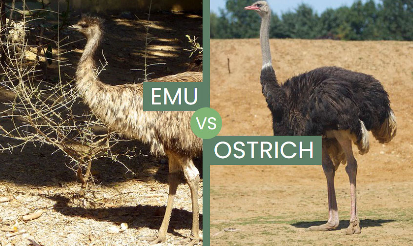 Emu Vs Ostrich Main Differences Between The Flightless Birds Emu Vs Ostrich Main Differences Between The Flightless Birds