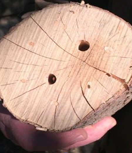 log insect house