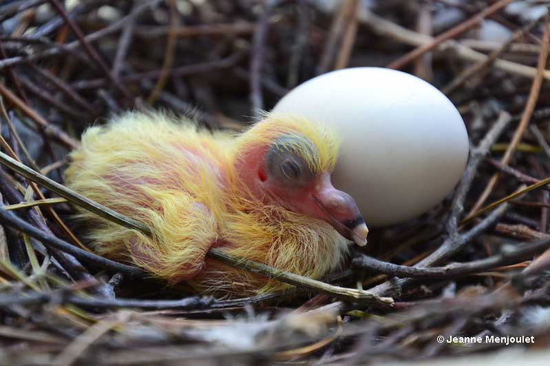 Newly hatched baby pigeon