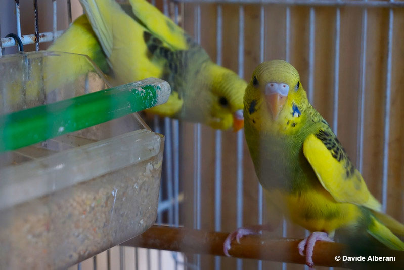 Parakeets in a cage
