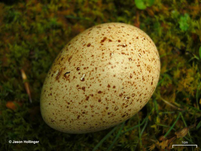 Wild Turkey egg