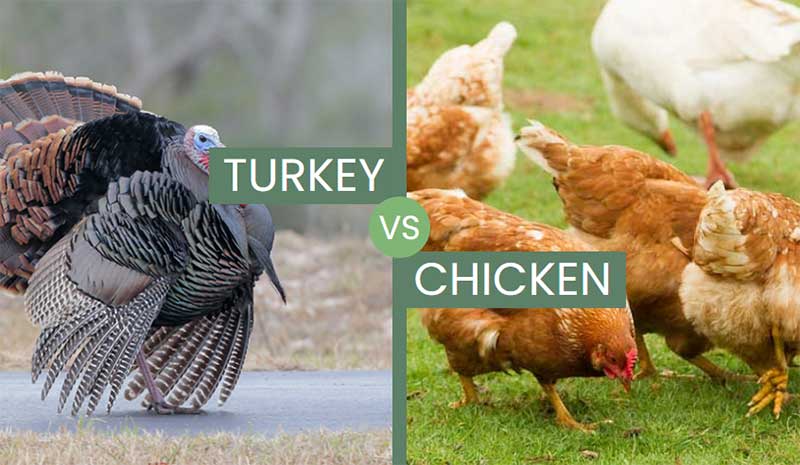 Turkey vs Chicken – What Are The Differences?