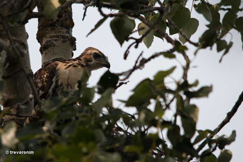 young hawk in the nest