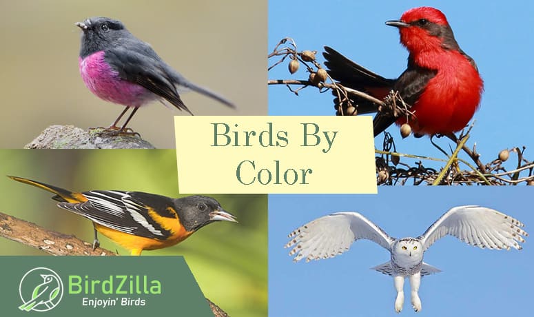 Identify Birds By Color