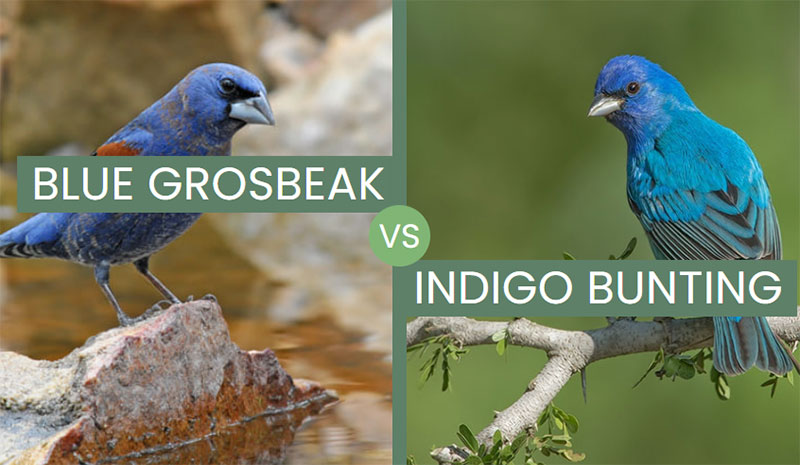Blue Grosbeak vs Indigo Bunting – Are There Any Differences?