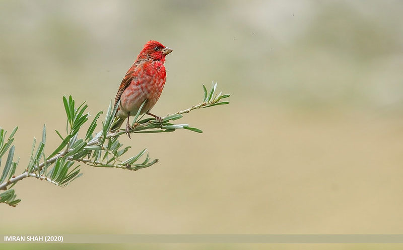 Common Rosefinch is a bird with red breast