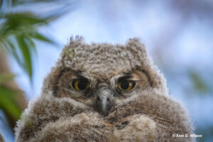 Baby Owl Identification, Life-Cycle, Diet & More