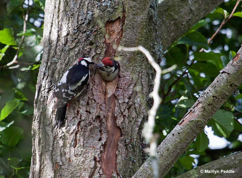 Baby Woodpecker Eating