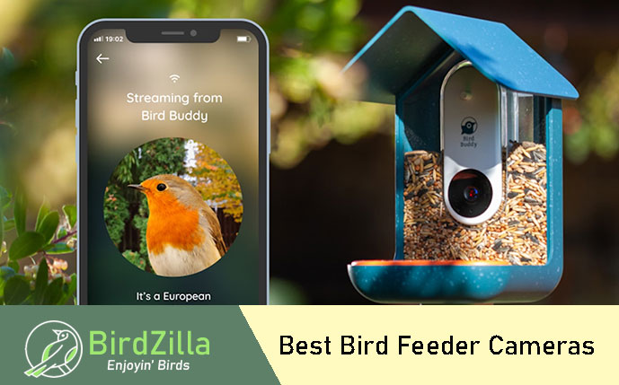 Best bird feeder cameras