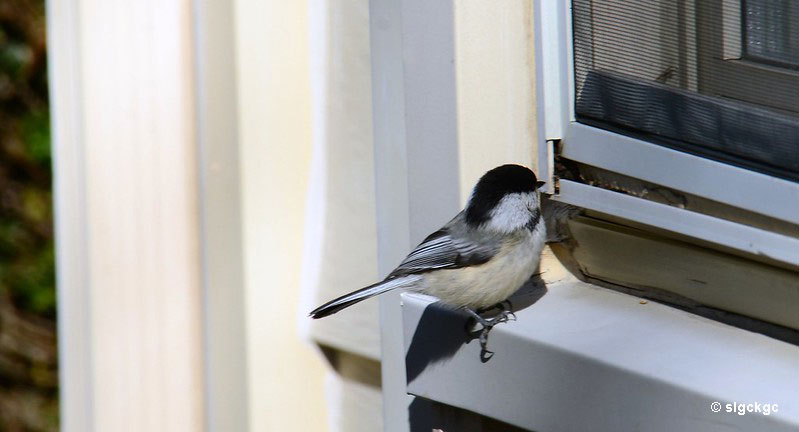 There are different ways to make windows visible for birds