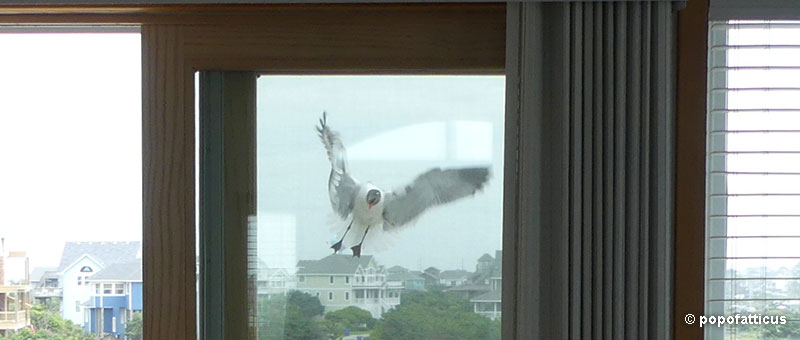 How to stop birds from flying into windows