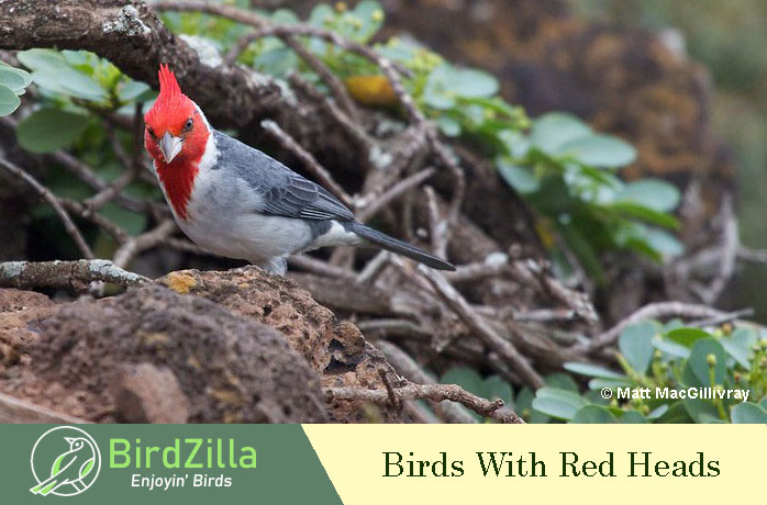 Birds With Red Heads