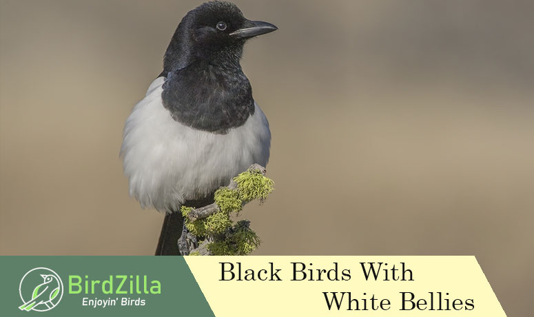 black birds with white bellies