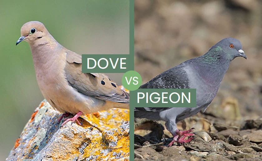 Dove vs Pigeon – What Are The Differences?