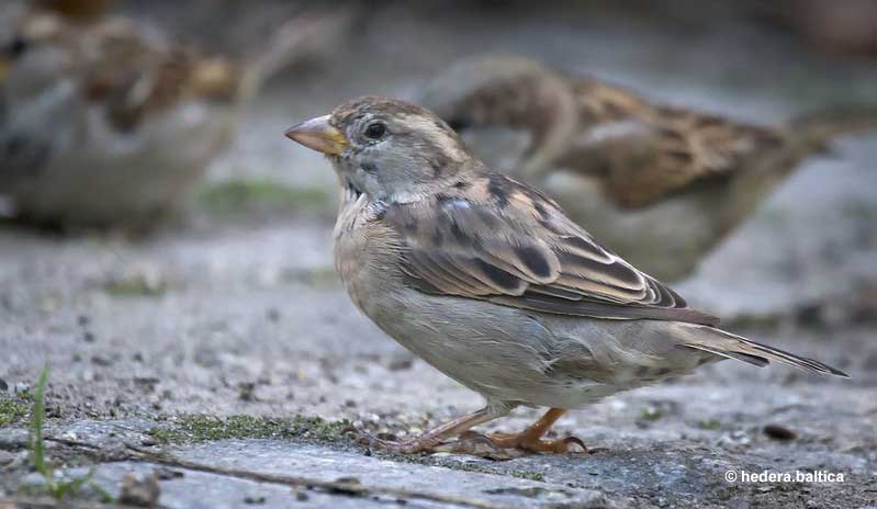 Female and male sparrow