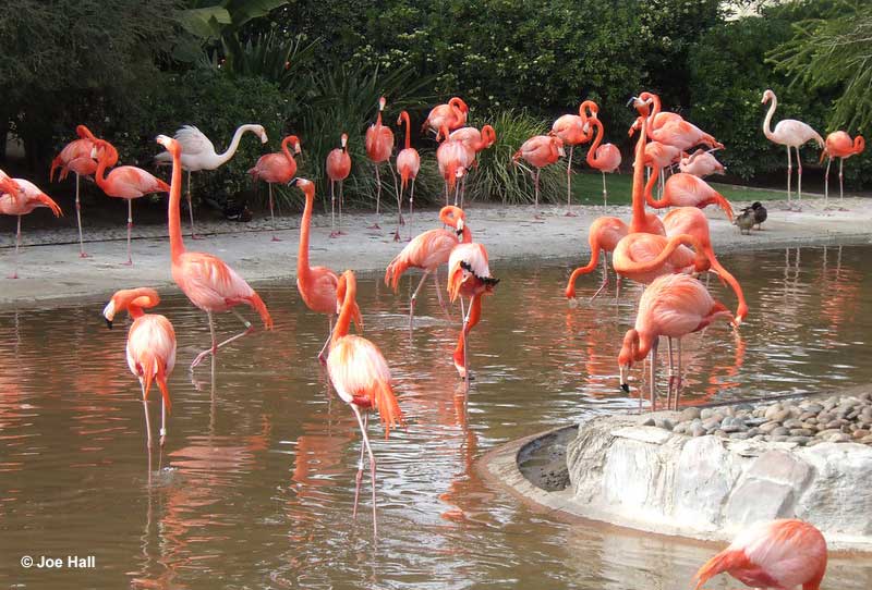 What is a group of flamingos called