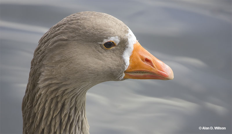 Geese have teeth-like structures to help them eat 