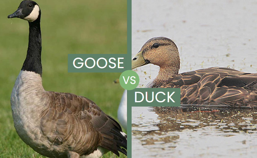 Goose vs Duck – What Are The Differences?