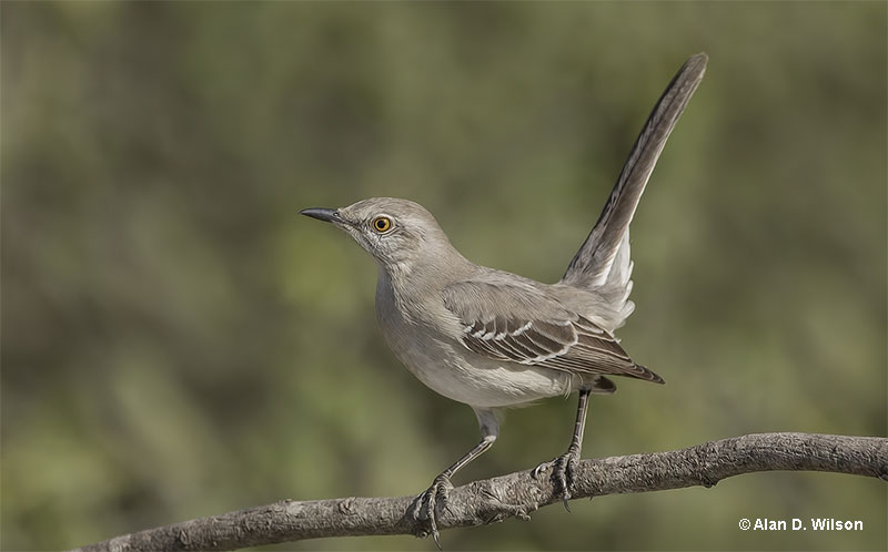 Mockingbirds are known to replicate the songs of other birds