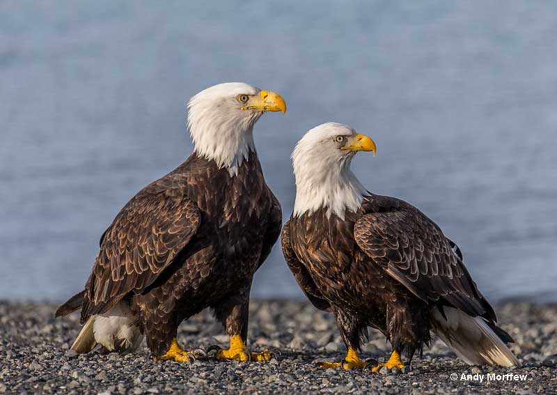 Female and male Bald Eagle