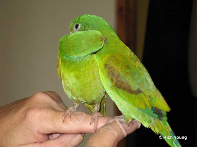 Parakeet pair