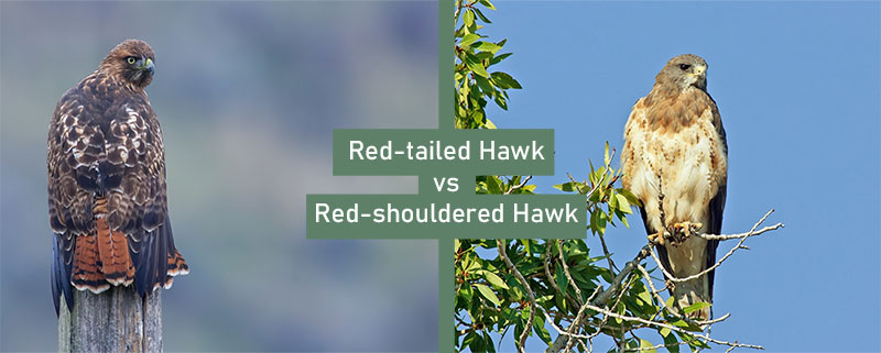 Red-tailed Hawk vs Red-shouldered Hawk