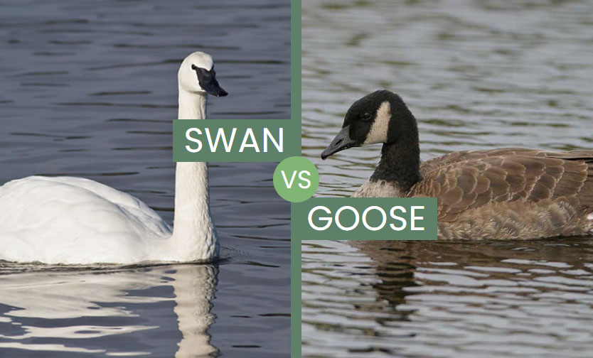 Swan vs Goose – How Similar Are These Waterfowl Species?