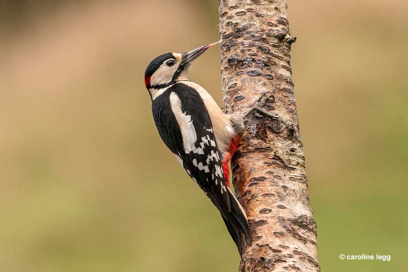 Woodpeckers swift movements help them obtain food