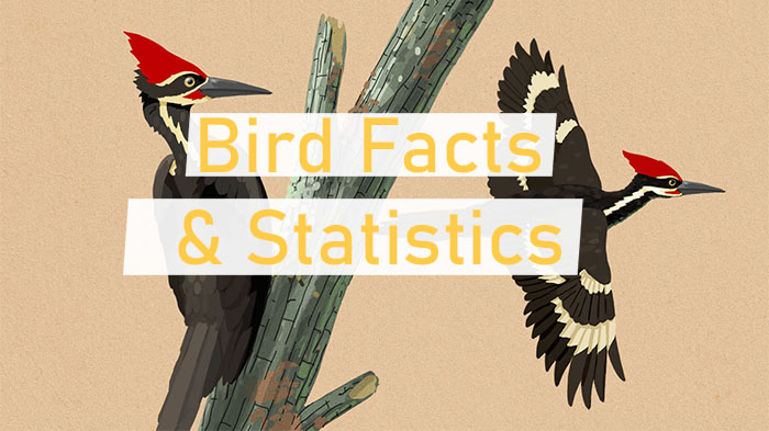 Bird Facts and Statistics