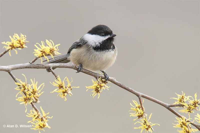 Black Capped Chickadee - one of the most common birds of Illinois